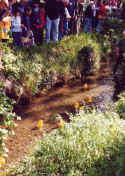 duckrace1.jpg (52032 bytes)