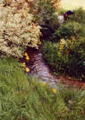 duckrace2.jpg (47482 bytes)