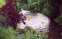 duckrace4.jpg (150667 bytes)