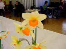 WestonSpring09Daffodils2.jpg (43646 bytes)